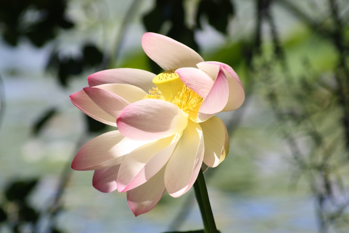 I petali come dita...